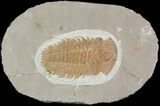 Bargain, Hamatolenus Trilobite (Molt) - Tinjdad, Morocco #47346-1